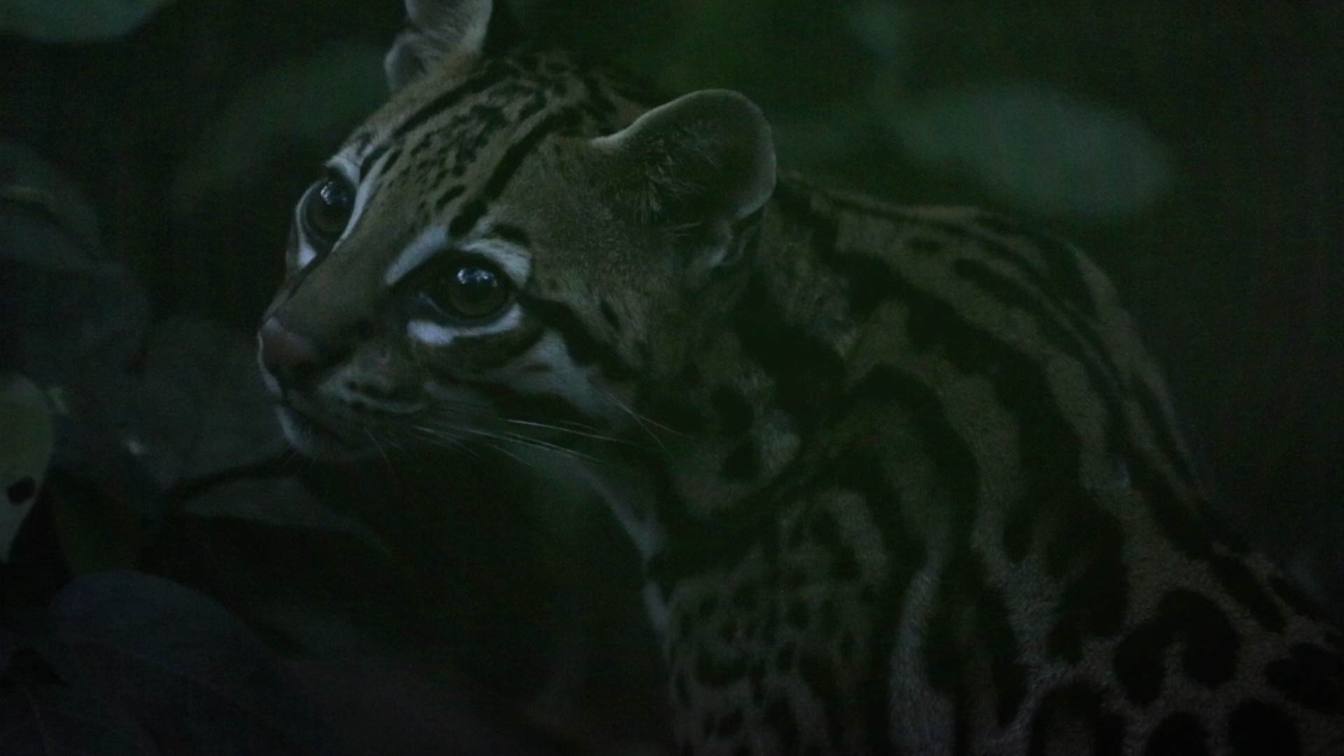 Fotografía de felino - Misión ciencia