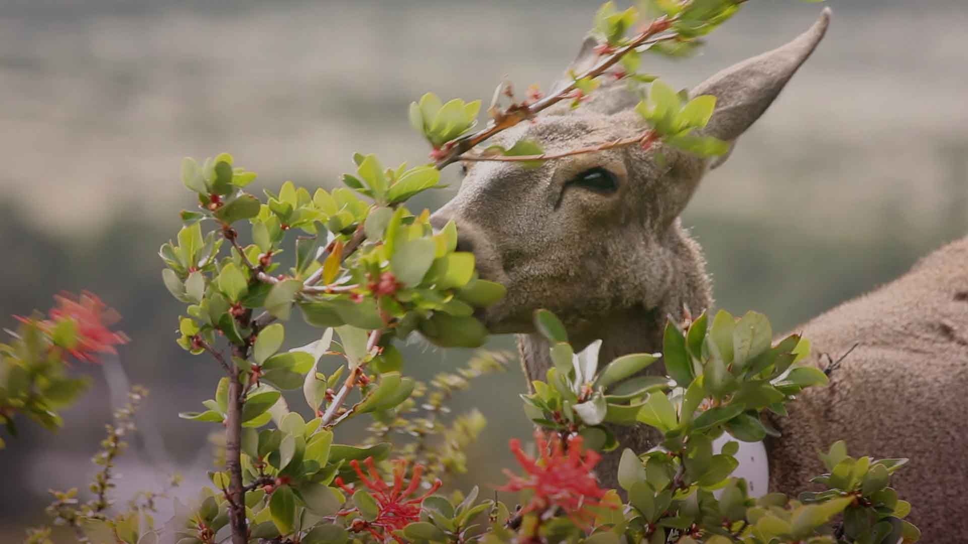 Un huemul dentro de la vegetación de la Patagonia - Misión ciencia