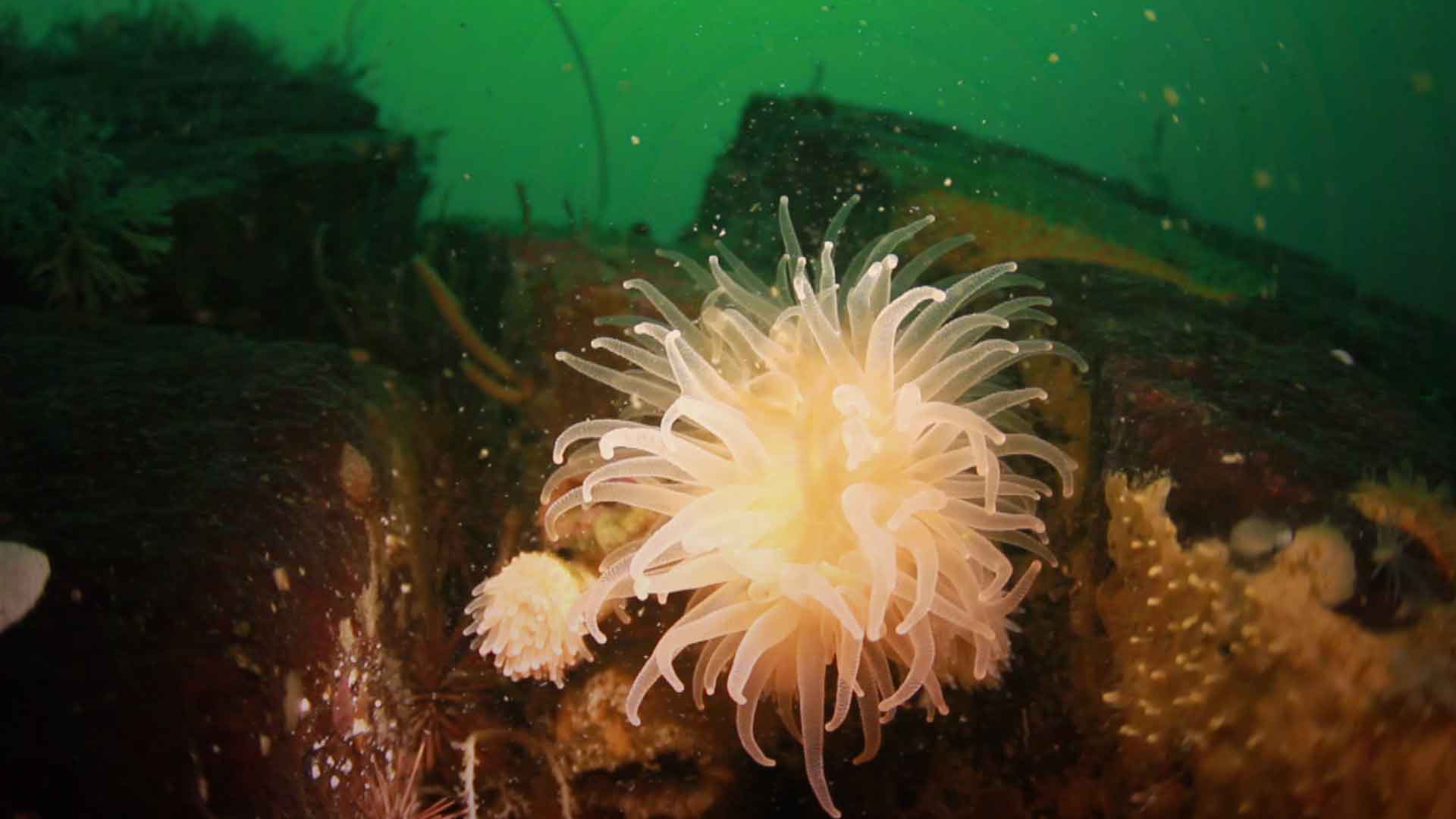 Coral de agua fria, actínia y/o anemona - Misión ciencia