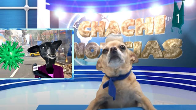 Perro periodista en el set