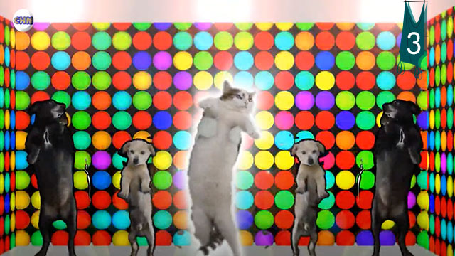 Mascotas bailando en la disco