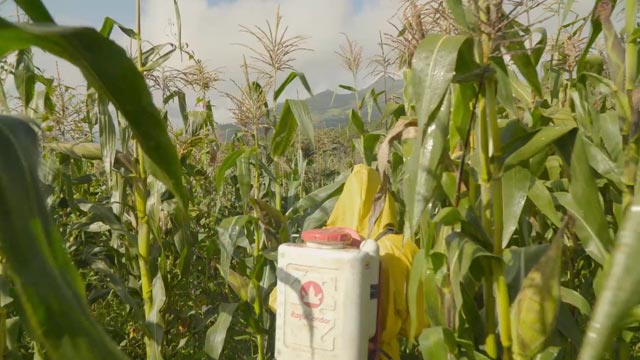 Campo de maíz - Expediente Ingrediente