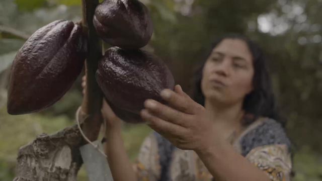 Recolección de cacao - Expediente Ingrediente