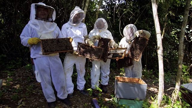 Mira el capítulo “Cooapomiel. Cultivando abejas” de la serie documental Fórmulas de cambio en la plataforma de streaming RTVCPlay