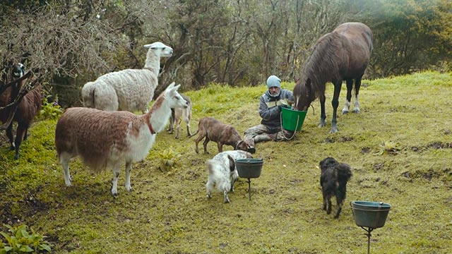 Refugio animal, Bienestar animal, series gratis, series online, series colombianas, series de señal colombia