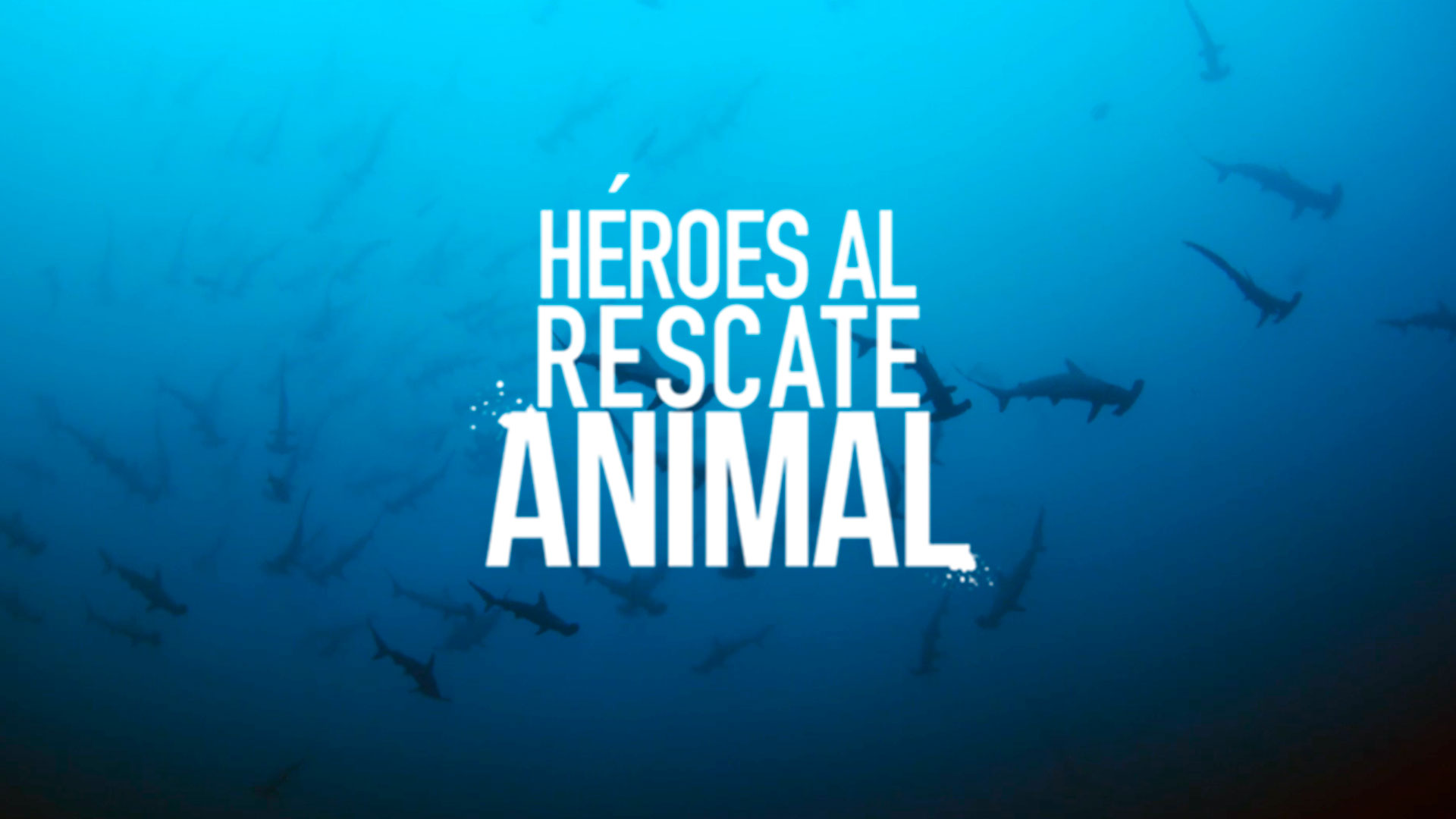 Mira ahora la serie documental Héroes al rescate animal por la plataforma de streaming RTVCPlay.