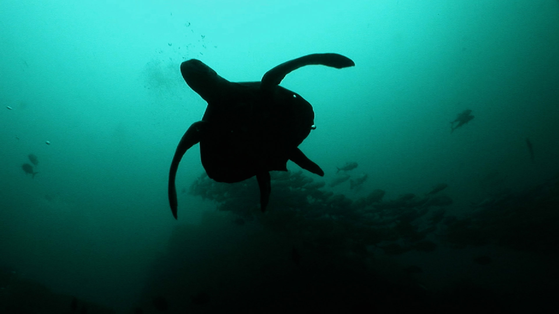 Mira ahora “Tortugas”, capítulo 2 de la tercera temporada de Somos héroes al rescate animal, en la plataforma de streaming RTVCPlay