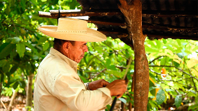 Campesino, artesano afilando un cuchillo al lado de un árbol de pindo
