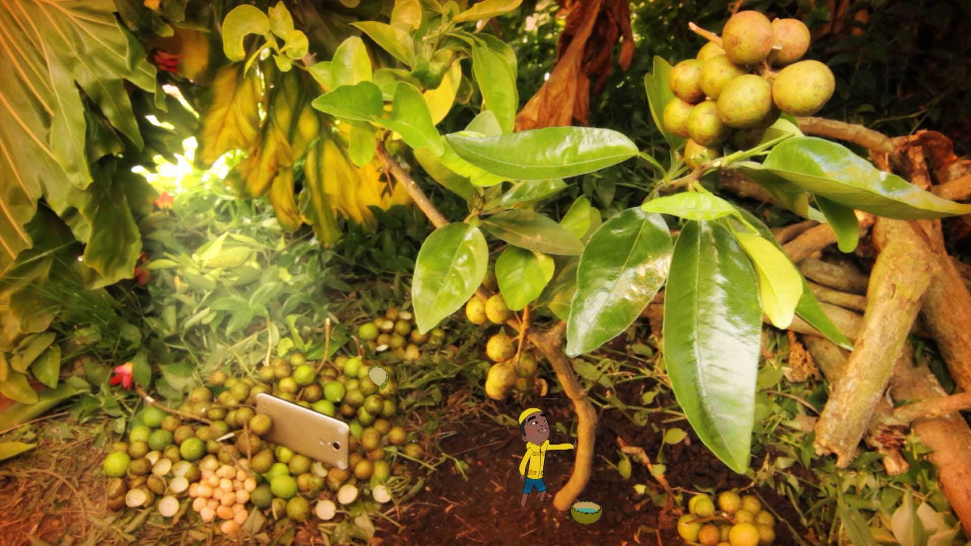 Hoja de mamoncillo, arboles de mamoncillos, vivir en la selva, cumplir sueños, cuentos narrados por niños, ver cronicas elefantiles,series infantiles gratis, series gratis, series online, series para niños