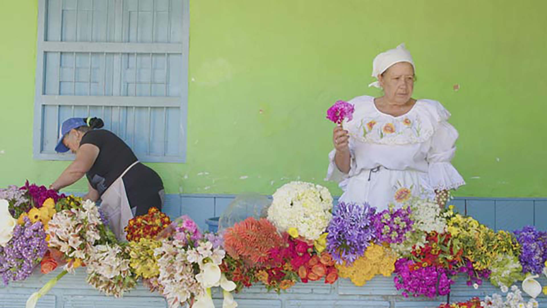 Aprende sobre las flores colombianas en Los puros criollos por RTVCPlay.