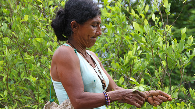 La tía rica: conoce la historia de la coca más allá del narcotráfico, por www.rtvcplay.co