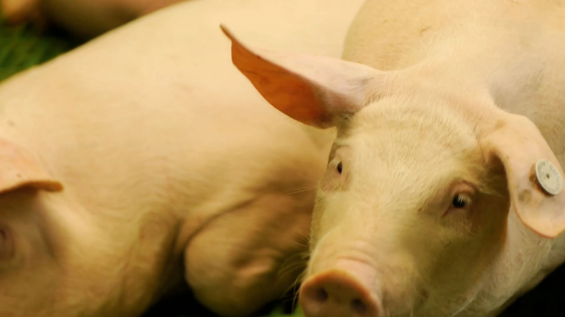 Conoce un poco más de la lechona plato típico del Tolima por la plataforma de streaming RTVCPlay.