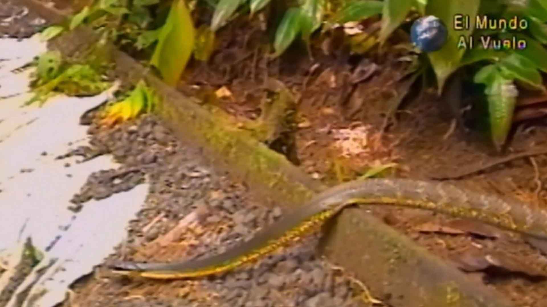 serpiente cruzando la calle