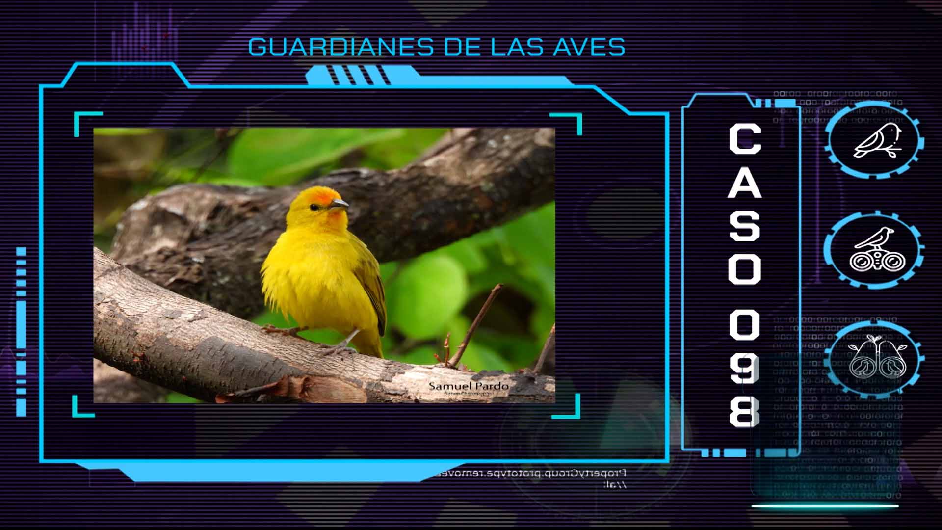 aves, proteccion de aves, proteccion animal, ayudar a las aves,  señal colombia, series gratis, series educativas, ver profe en tu casa