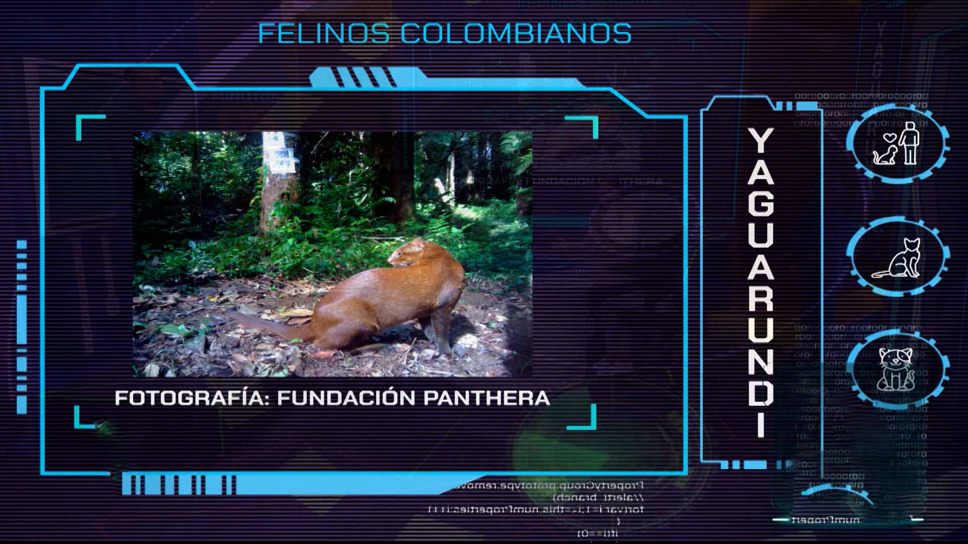 felinos, profe en tu casa, animales andinos, animales salvajes, fauna colombiana,  profe en tu casa, series educativas, series infantiles, series de señal memoria, series gratis, series online