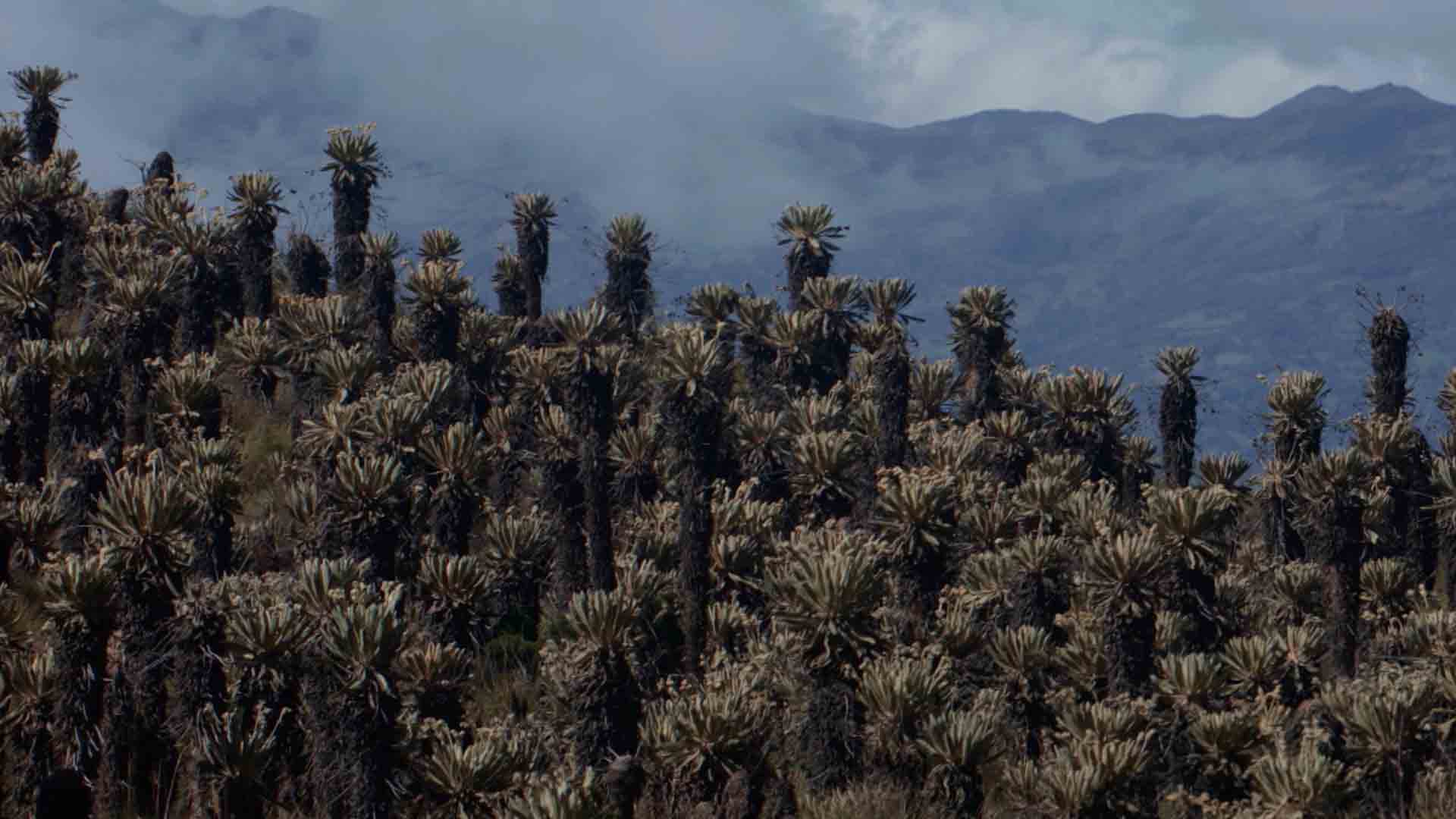 Páramos, frailejones, RTVCPlay, Señal Colombia, ver, documental, ecosistema, agua, minería, gratis