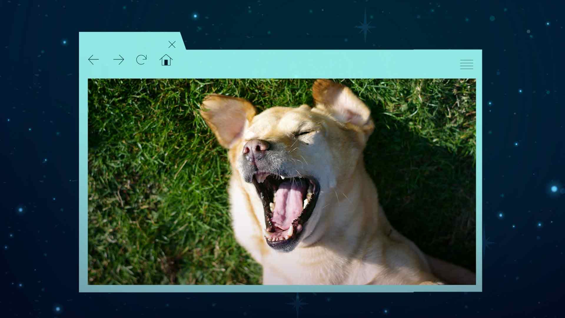 Perro riendo a carcajadas, animales riendose, animales divirtiendose, animales con sentido del humor, series gratis, series online, series infantiles, series juveniles