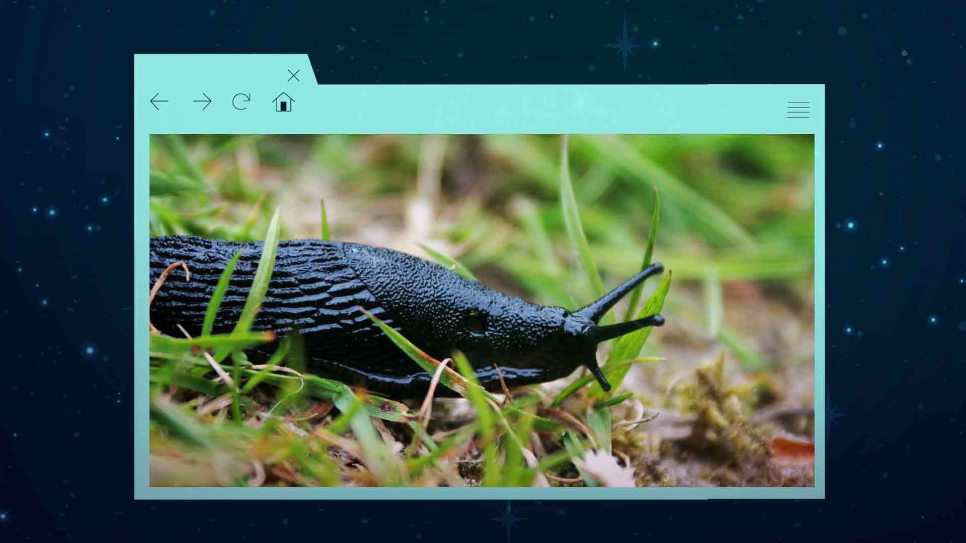 Babosa, babosas naciendo, datos curiosos sobre las babosas, Profesor Web, series educativas, series gratis, series online, series infantiles, series juveniles