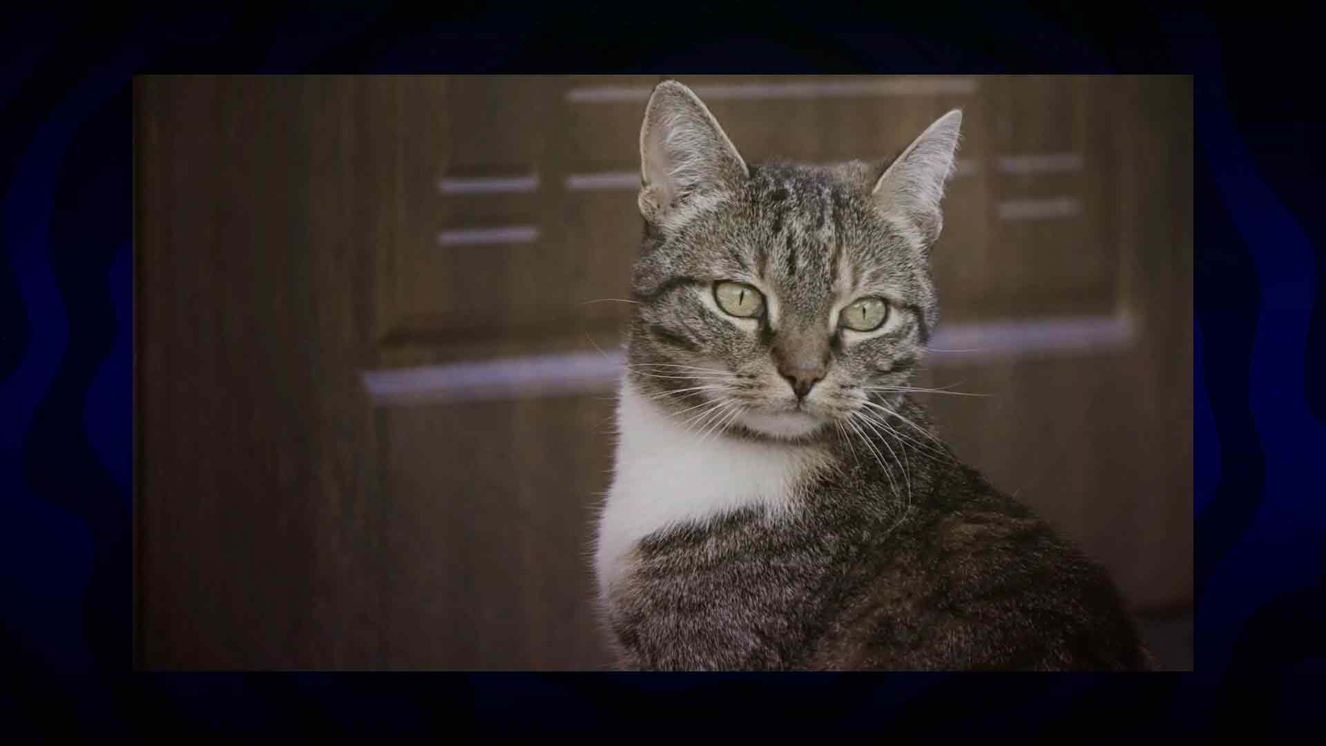 gatos y perros, adiestrar mascotas, series gratis, series online, series infantiles, series juveniles