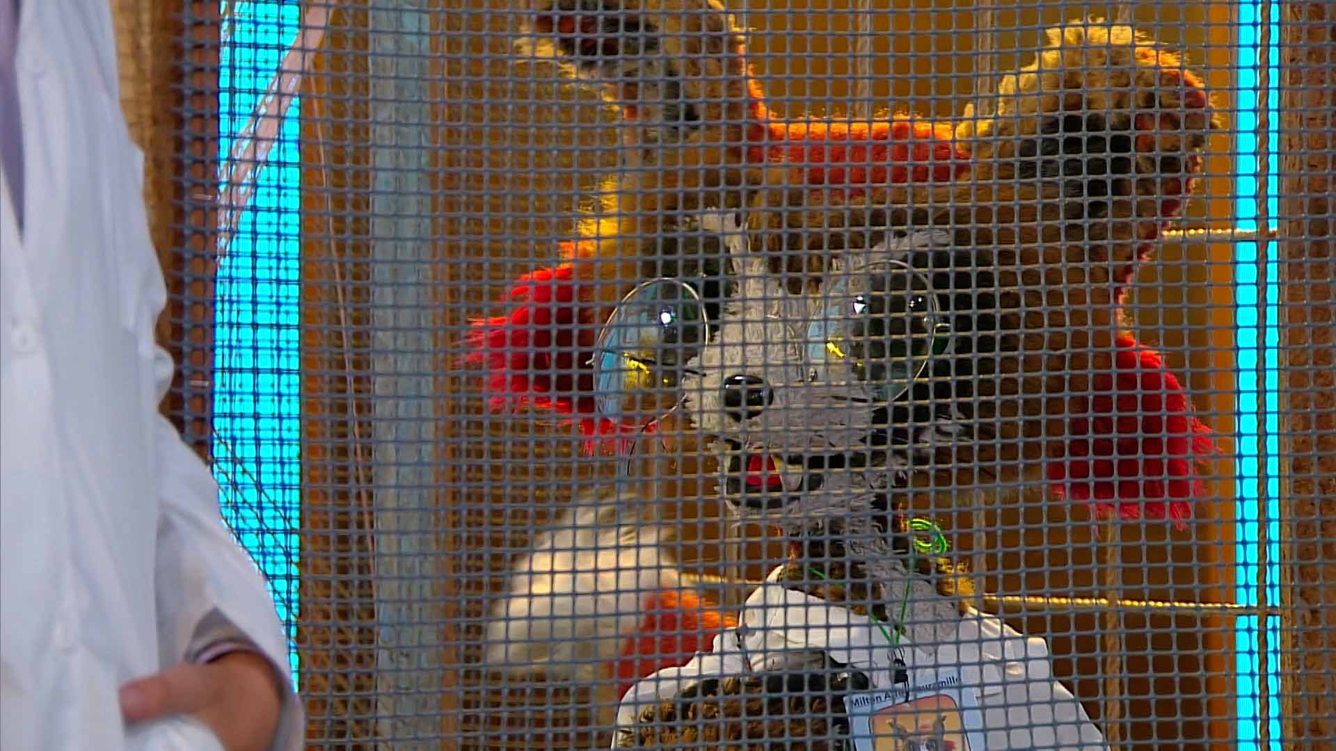 Mira la serie infantil Territorio Mágico, disponible en la plataforma de streaming de todos los niños y niñas: RTVCPlay.