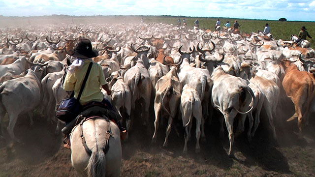 De a caballo, animales, costumbres, ver, gratis completa, serie, hombres, mujeres, sueños, trabajo, RTVCPlay