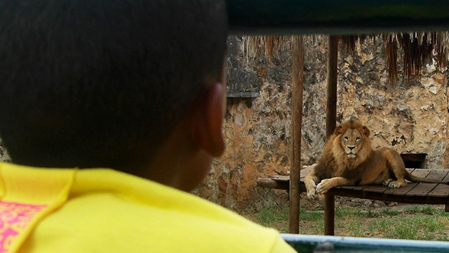 niño afrodescendiente de espaldas observa un león desde lejos