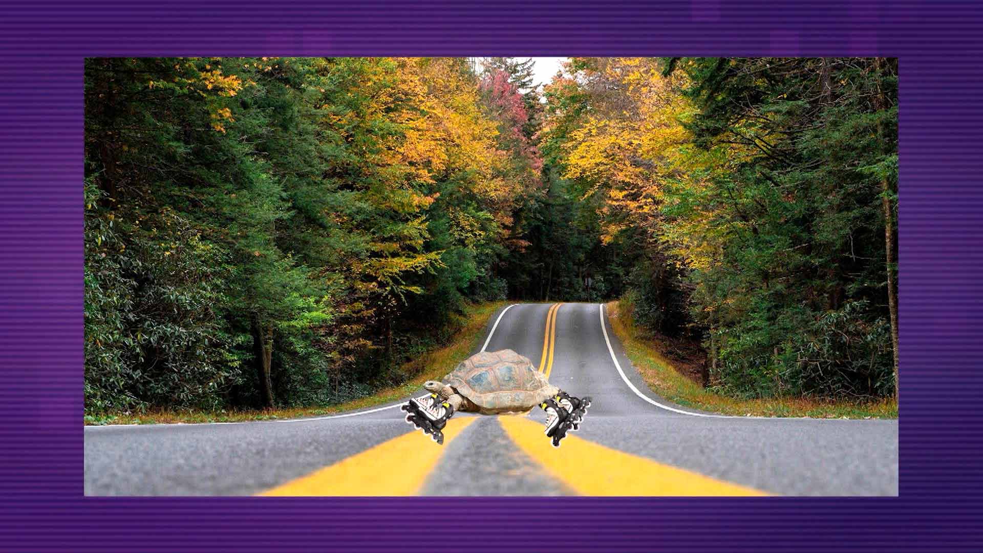 tortuga cruzando una carretera 