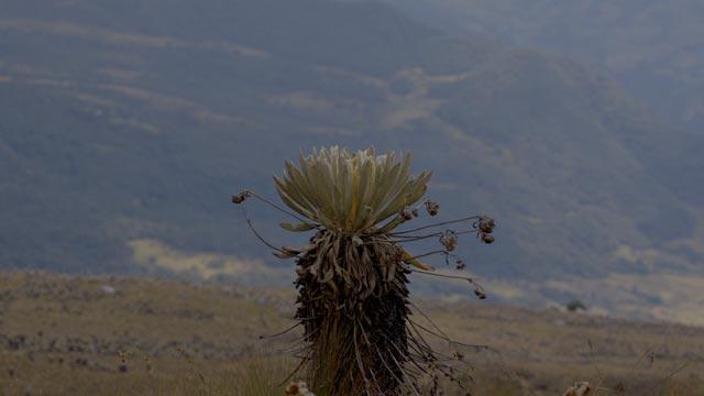 Conoce el documental de Rubén Mendoza: Cita con la trocha. Disponible en www.rtvcplay.co
