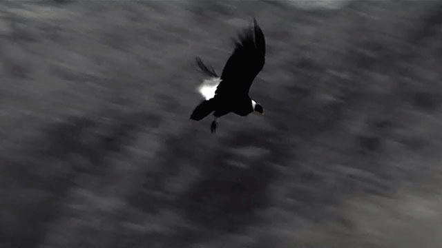 Mira la serie Expedición cóndor de Los Andes por RTVCPlay.