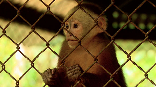 ¡Viaja a Putumayo junto a la Expedición cóndor de Los Andes por RTVCPlay!