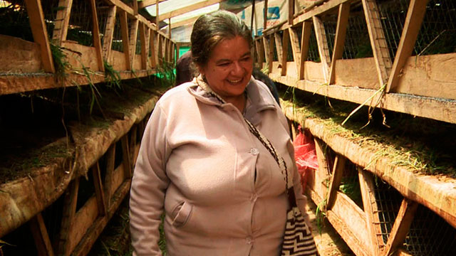 Concepción Matabanchoy alimentando cuyes anónimas extraordinarias serie