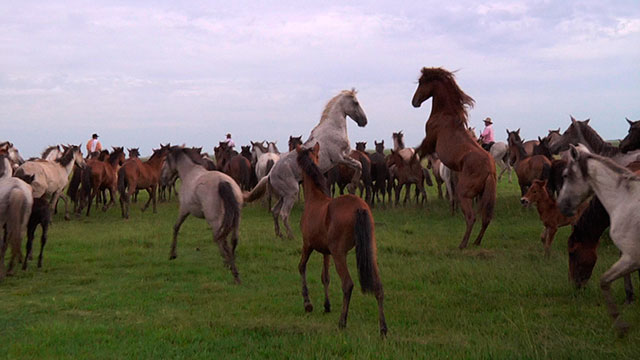 De a caballo, RTVCPlay, serie, ver, completa, Señal Colombia, aprender, caballos, historias
