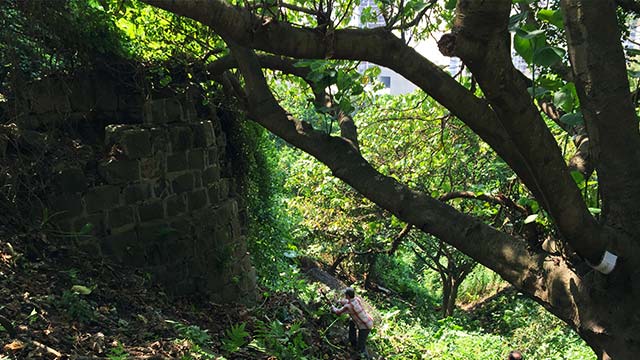 Bosque, RTVCPlay, granja, reconstrucción, serie, señal colombia, Hong Kong