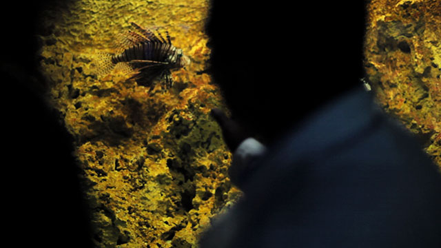 Pez león, especie invasora 