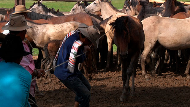 De a caballo, domar, animal, salvaje, tarea, aprender, RTVCPlay, Señal Colombia, Llanos Orientales