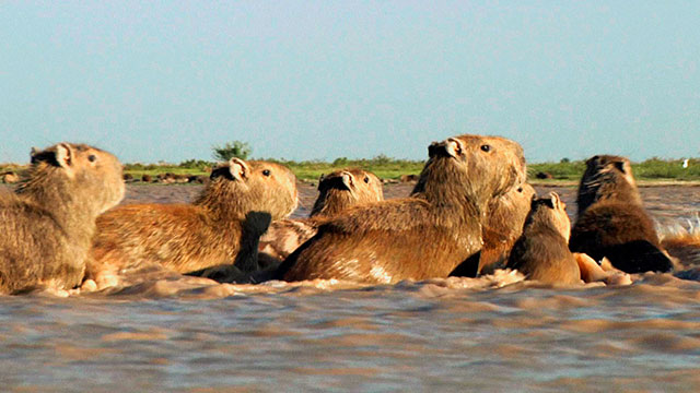 De a caballo, RTVCPlay, serie, ver ,gratis, completa, episodios, Señal Colombia, animales, niños, Llanos Orientales