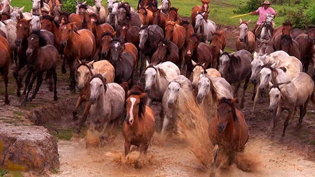 De a caballo, serie, animales, domar, hato, aprender, Llanos Orientales, yegua, potro, RTVCPlay, Señal Colombia