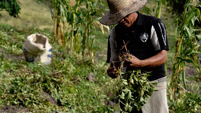 campesino con sombrero sembrando