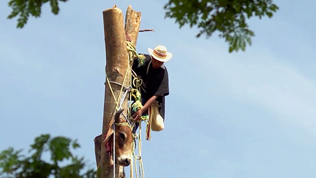 Nasa, ceremonia, RTVCPlay, serie, Señal Colombia, animales, música, agradecimiento, beneficios