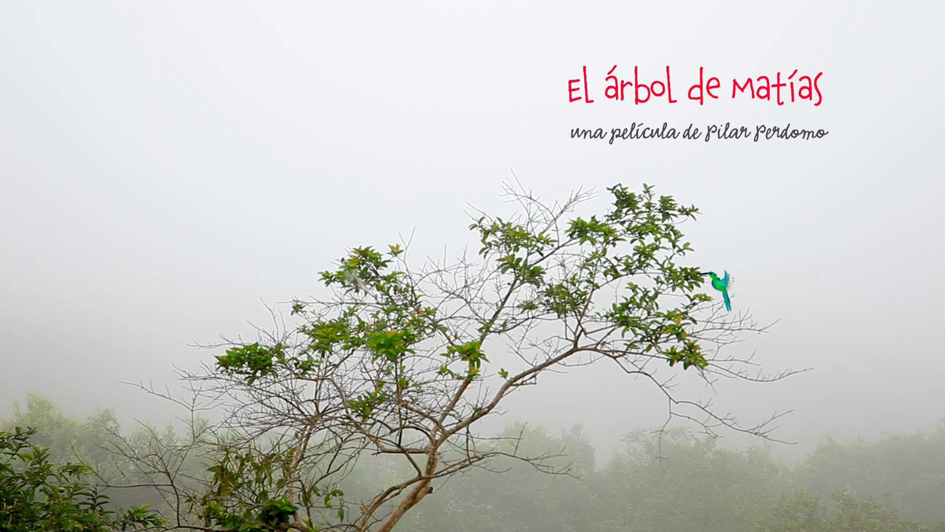 El árbol de Matías, documental colombiano disponible ahora en la plataforma de streaming de los colombianos: RTVCPlay