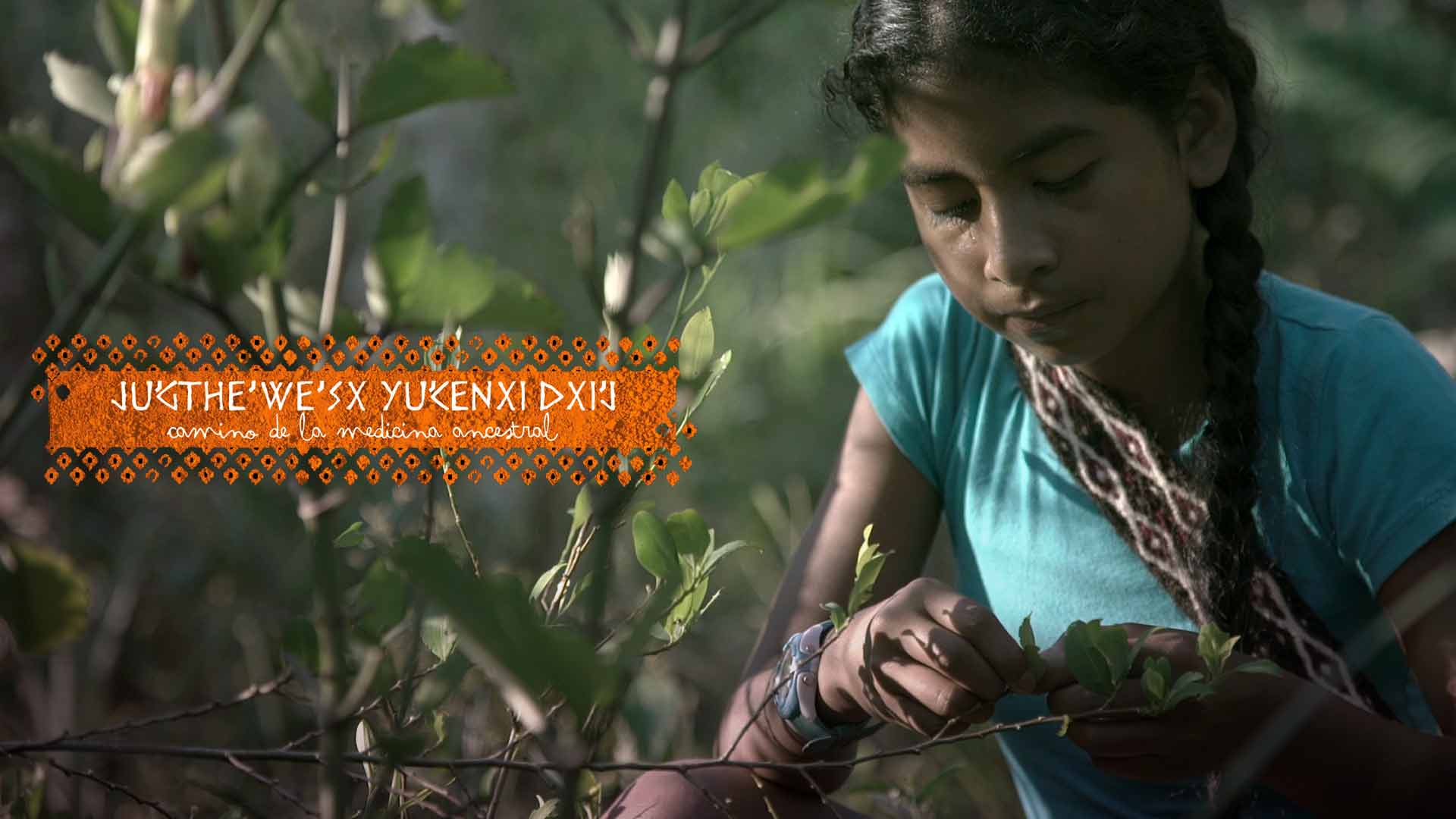niña indígena recolectando hojas de una planta medicinal