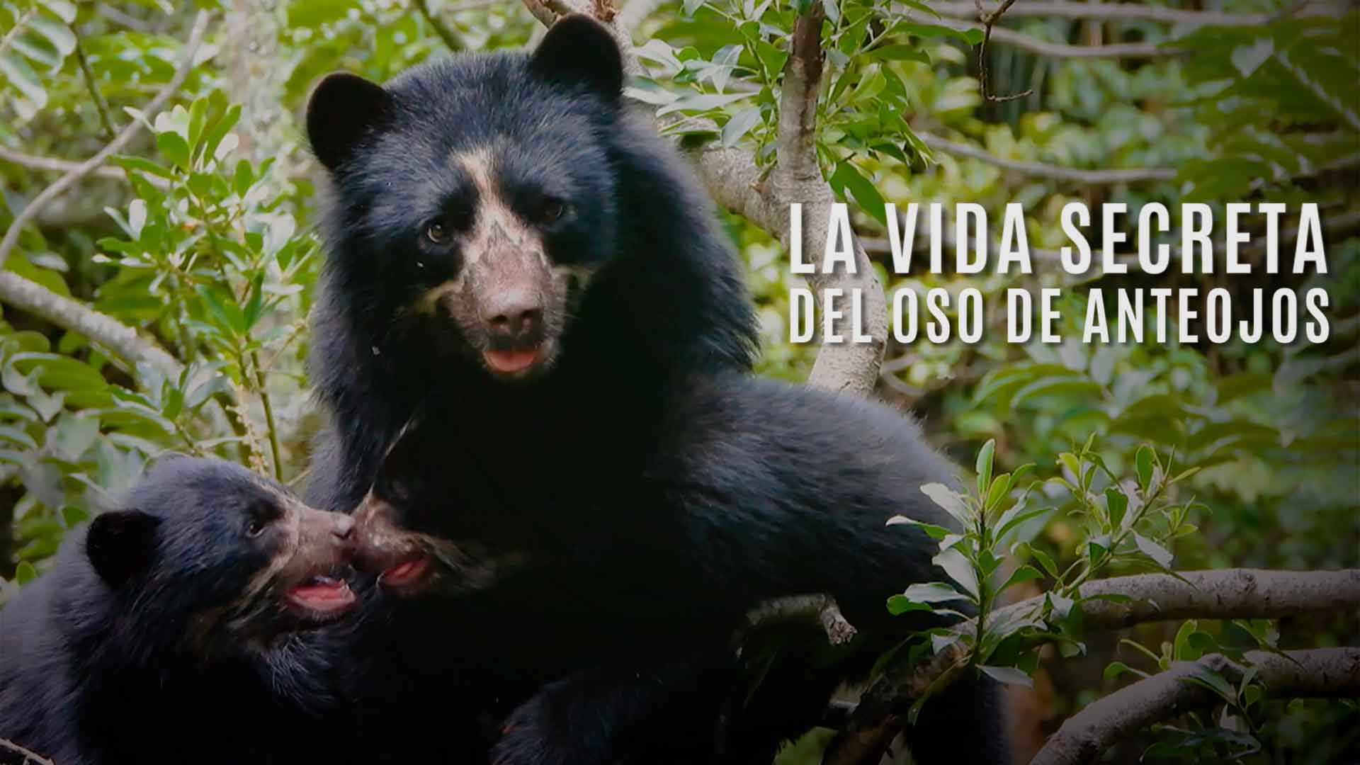 oso de anteojos con sus 2 crías en el bosque