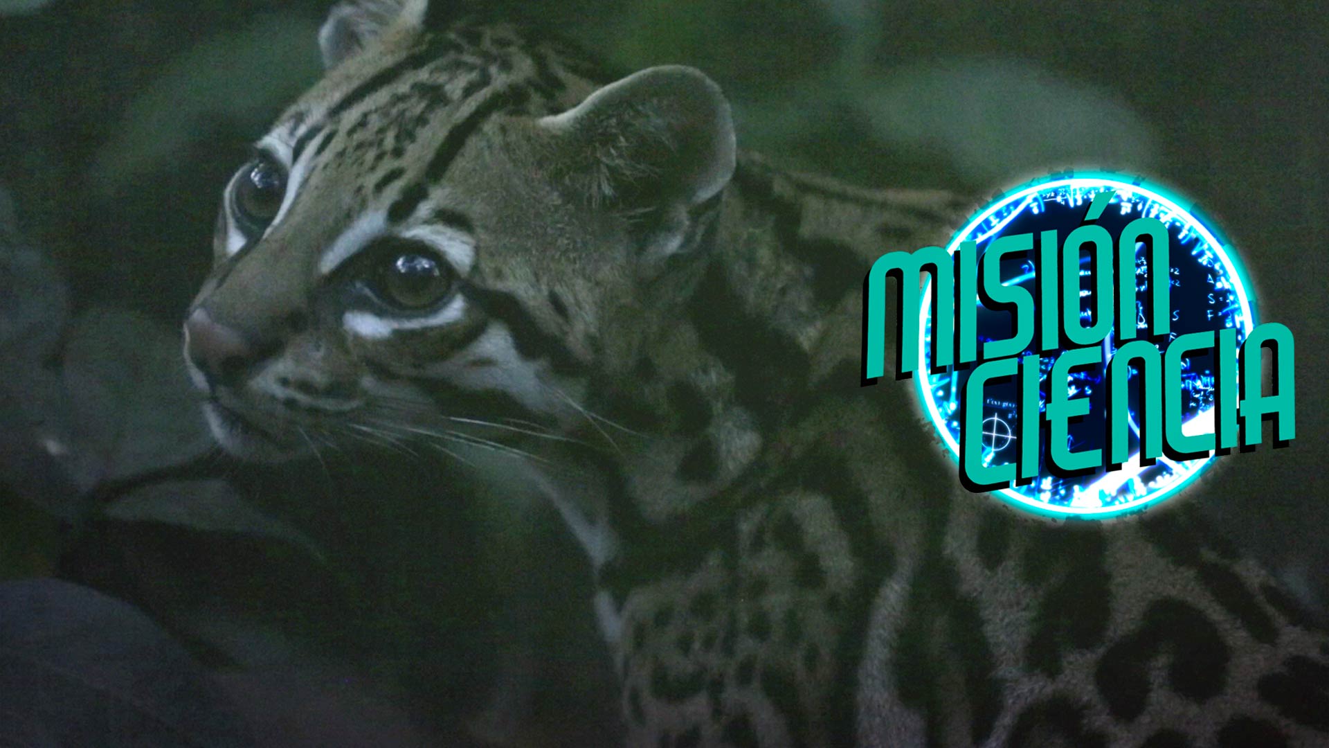 Fotografía de un felino, jaguar 