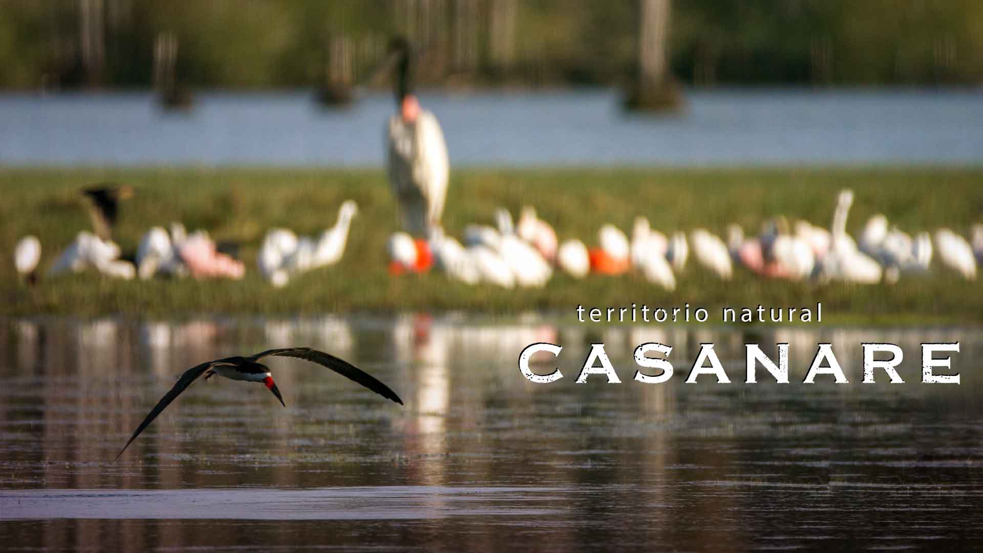 Mira el documental Territorio Natural Casanare por la plataforma de streaming RTVCPlay