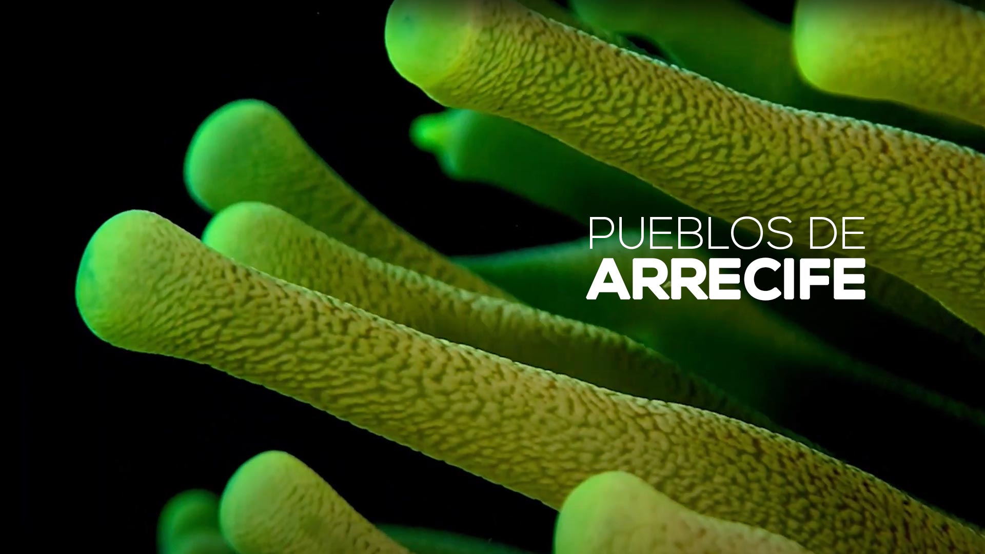 Poster de Pueblos de arrecife, cortometraje documental dirigido por David Betancourt y Mariana Rivera, disponible en la plataforma de streaming de todos los colombianos: RTVCPlay