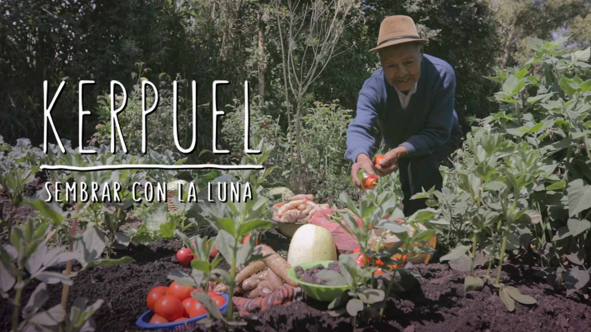 adulto mayor indígena de Los Pastos, Nariño, sonriendo, cosechando productos de su tierra